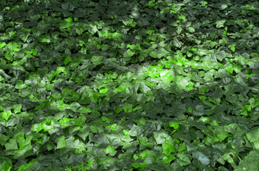 Ivy ground cover in summer woodland. Dense evergreen Hedera helix foliage with fresh green leaves