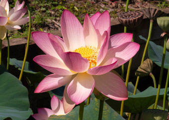 Lotus, Nelumbo nucifera Gaertn