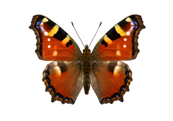 Fototapeta premium Orange butterfly with black and yellow markings insect
