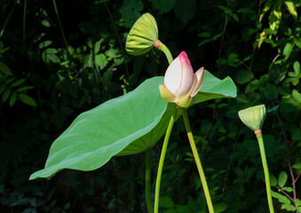 Lotus, Nelumbo nucifera Gaertn 