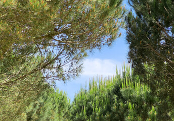 Trees create lush forest backdrop. Dense green conifer foliage with fresh branches forms peaceful