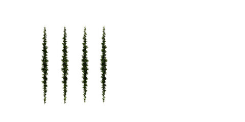 Green ivy strands isolated on a transparent background