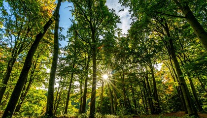 Obraz premium Sunlight filters through a dense autumn forest