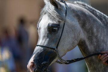 Elegance in Grey: The Expressive Eye of a Show Horse
