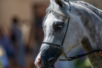 Elegance in Grey: The Expressive Eye of a Show Horse