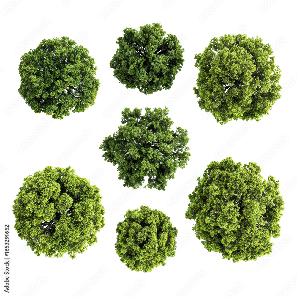 Poster collection of various green trees arranged in a pattern against a white background during daylight