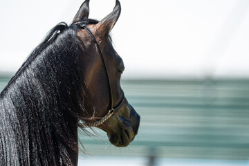 Elegance in Silhouette: An Arabian Horse at a Summer Show