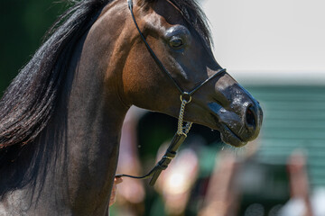 Noble Profile: A Dark Arabian at a Polish Horse Show