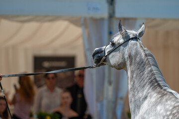 Arch of Elegance: A Spirited Arabian at the Tarnow Show