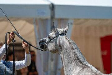 Arch of Elegance: A Spirited Arabian at the Tarnow Show