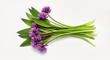 Fototapeta premium me(s): Wild leeks with purple base on white background 
