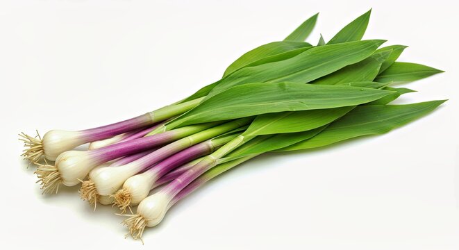 Wild leeks with purple base on white background 