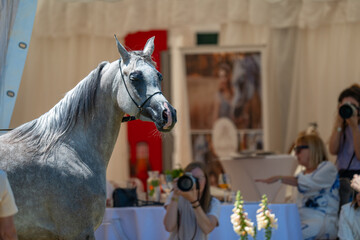 Equine Celebrity: A Champion Arabian Faces the Cameras in Poland