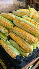 Freshly harvested corn cobs stacked on a black crate. The corn is yellow with green husks,...