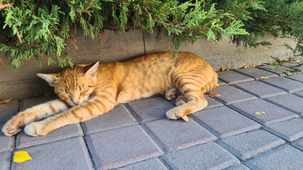 A relaxed orange tabby cat lies on a paved surface under a bush. The cat has distinctive stripes...