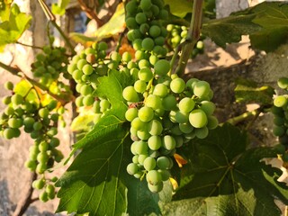 Bunch of green grapes growing on a vine. The grapes are small and round, surrounded by lush green...