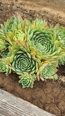 A cluster of green succulents with rosette shapes growing in soil. The plants have thick, fleshy...