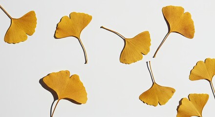 Naklejka premium Ginkgo Biloba Leaves Dried Flat on White Background