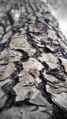 Close-up view of a tree trunk showcasing textured bark with intricate patterns. The image captures the natural beauty of wood and its organic details.