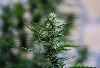 Planta de Cannabis floreciendo