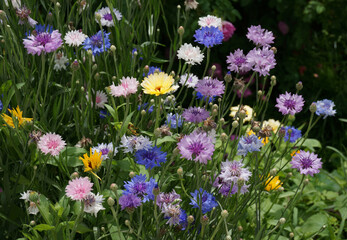 Fototapeta premium A diverse array of blue, light blue, white, pink, lilac flowers and yellow marigolds in the summer on a flowerbed in the garden.