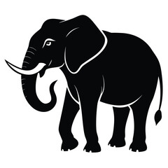 Black elephant walking with tusks and trunk curled white background animal