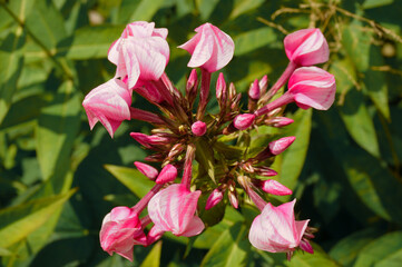 The buds of pink (lilac) phlox in partial bloom against the background of green foliage, the...