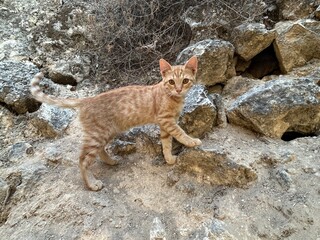 A cat on rocks outside in nature