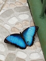 Blue Morpho butterfly
