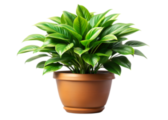  realistic plant potted in container for use indoor isolated on white background PNG, AI GENERATED 