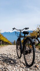 Fototapeta premium Bicycle path through vineyards