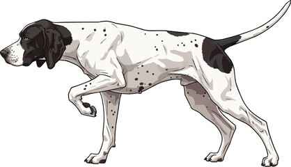Ariege Pointer dog classic pointing stance vector illustration