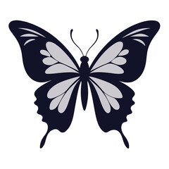 Dark blue and light grey butterfly with detailed wings insect