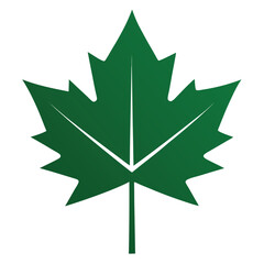 Green maple leaf with white veins on white background nature