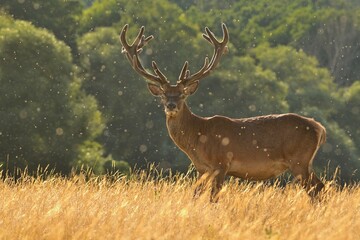 Red deer new antlers wildlife Cervus elaphus fawn western red deer male European graze in meadow nice eyes fur forest mountains, nice darling, widespread hunting animal care, hunted Europe