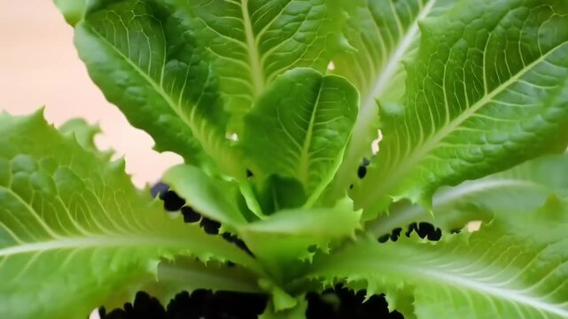 Close-up view of vibrant green lettuce leaves