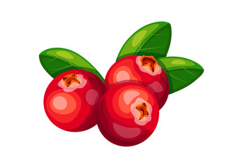 Cranberry in cartoon style. Vector illustration of sweet and sour cranberries with green leaves on a white background. A bunch of useful, nutritious berries.