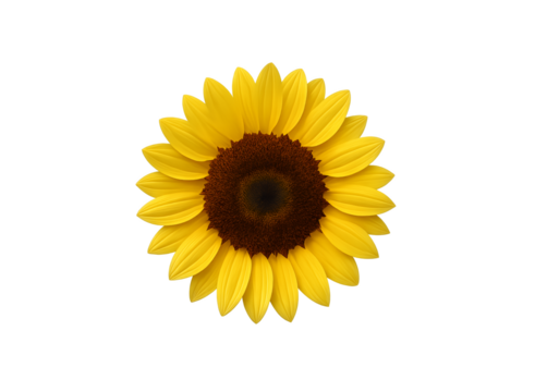 Close up of a vibrant yellow sunflower with a dark brown center showcasing its detailed petals and natural beauty isolated on transparent background