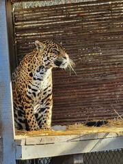 Jaguar Standing in Shelter