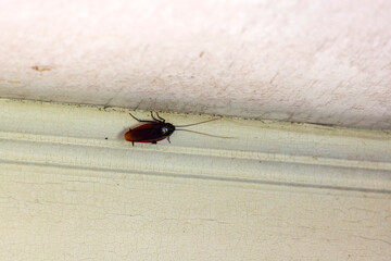 The American cockroach (Periplaneta americana) is the largest species of common cockroach and often...