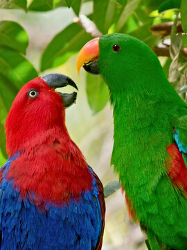 Pair of Eclectus Parrots Perched