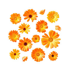 Vibrant orange calendula flowers on a black background