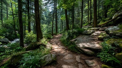 Forest trails in scenic woodlands with winding paths, tall trees, and dappled sunlight perfect for hiking, nature, travel, and adventure stock