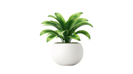 Modern office plant in small white pot, realistic greenery isolated PNG