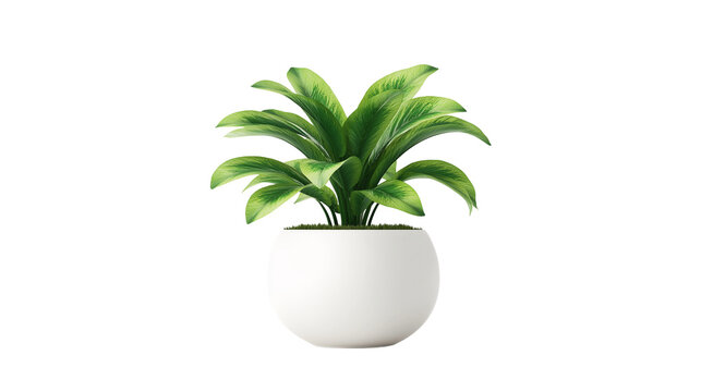 Modern office plant in small white pot, realistic greenery isolated PNG