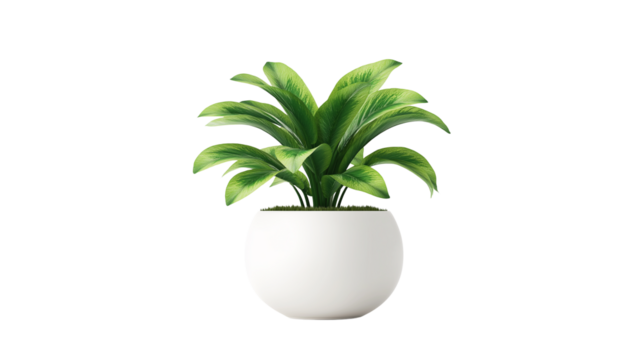 Modern office plant in small white pot, realistic greenery isolated PNG