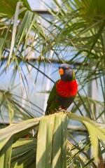 A 'Rainbow lorikeet' parrot in a tree. Latin name: Trichoglossus haematodus.