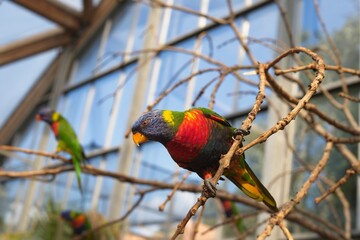 Three Rainbow Lorikeets Parrots Branch