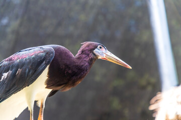 Fototapeta premium Black-crowned Night Heron at the zoo in Fort Worth, Texas.