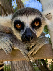 Ring-Tailed Lemur Close-Up